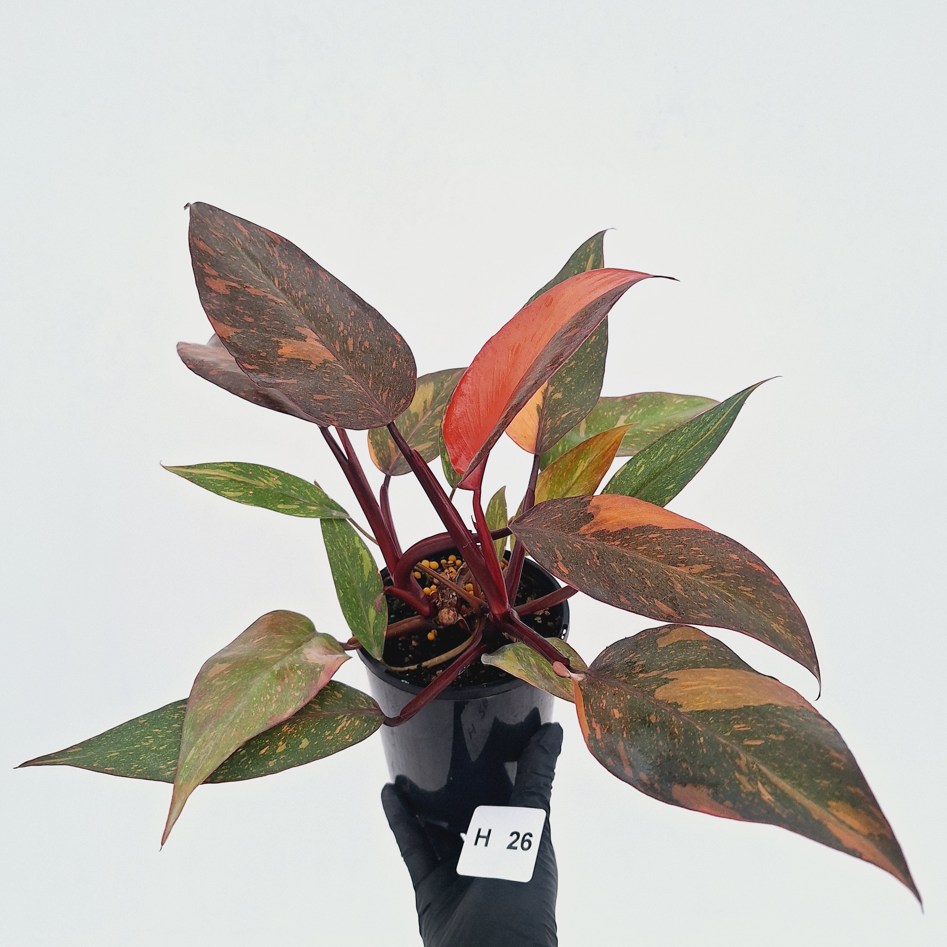 Philodendron 'Orange Princess' - FLASH SALE