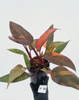 Philodendron 'Orange Princess' - FLASH SALE
