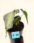 Alocasia Venom