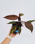 Philodendron 'Orange Princess'