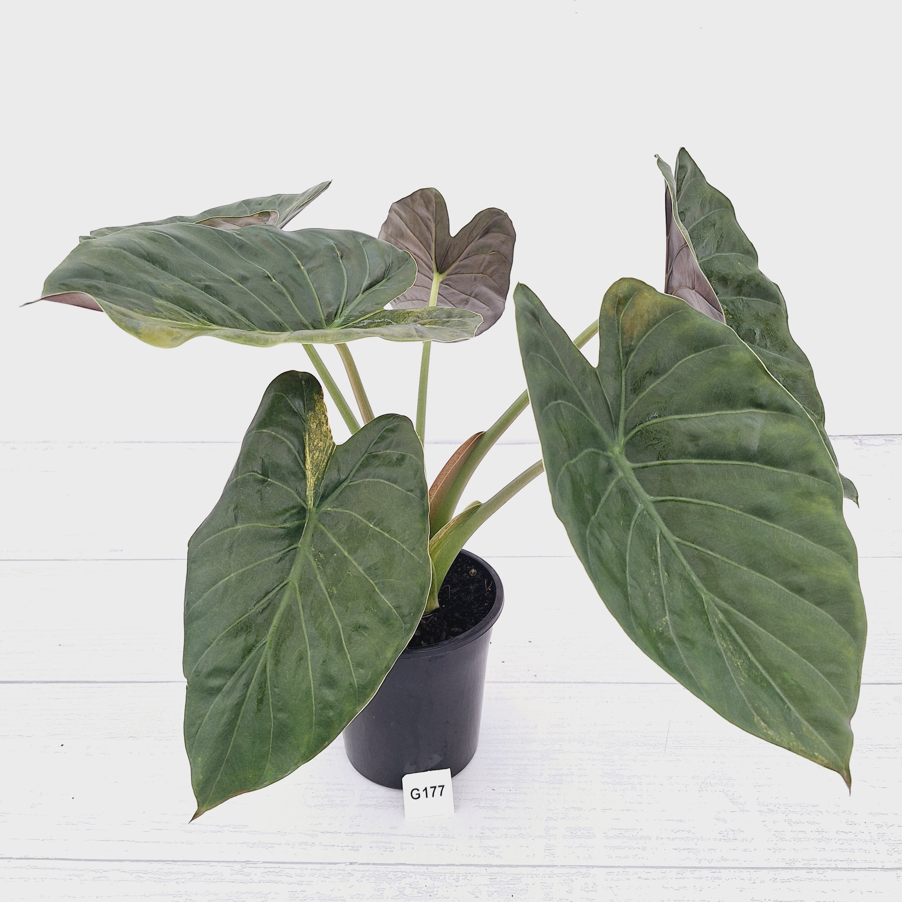Alocasia ‘wentii’ Variegated