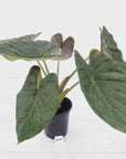 Alocasia ‘wentii’ Variegated