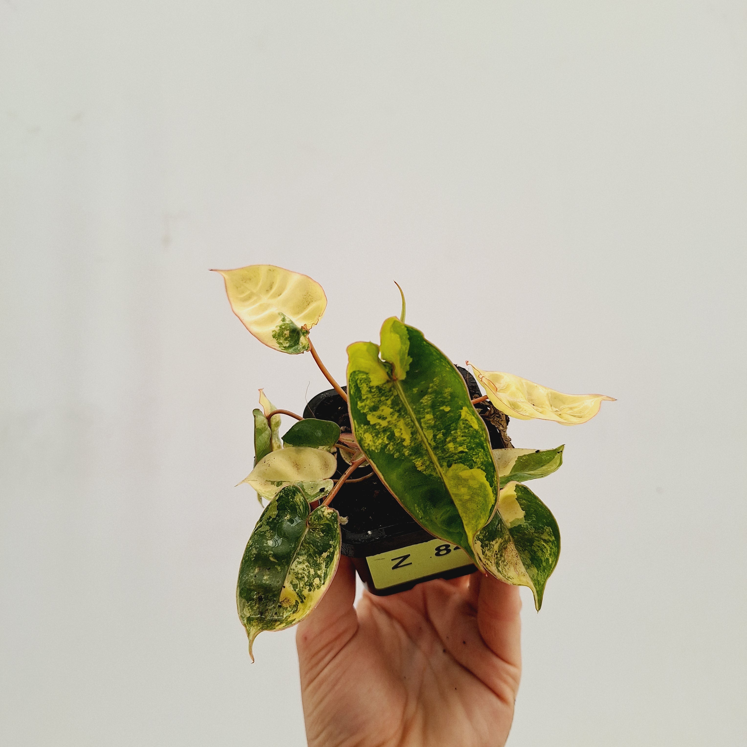 Philodendron billietiae Variegata