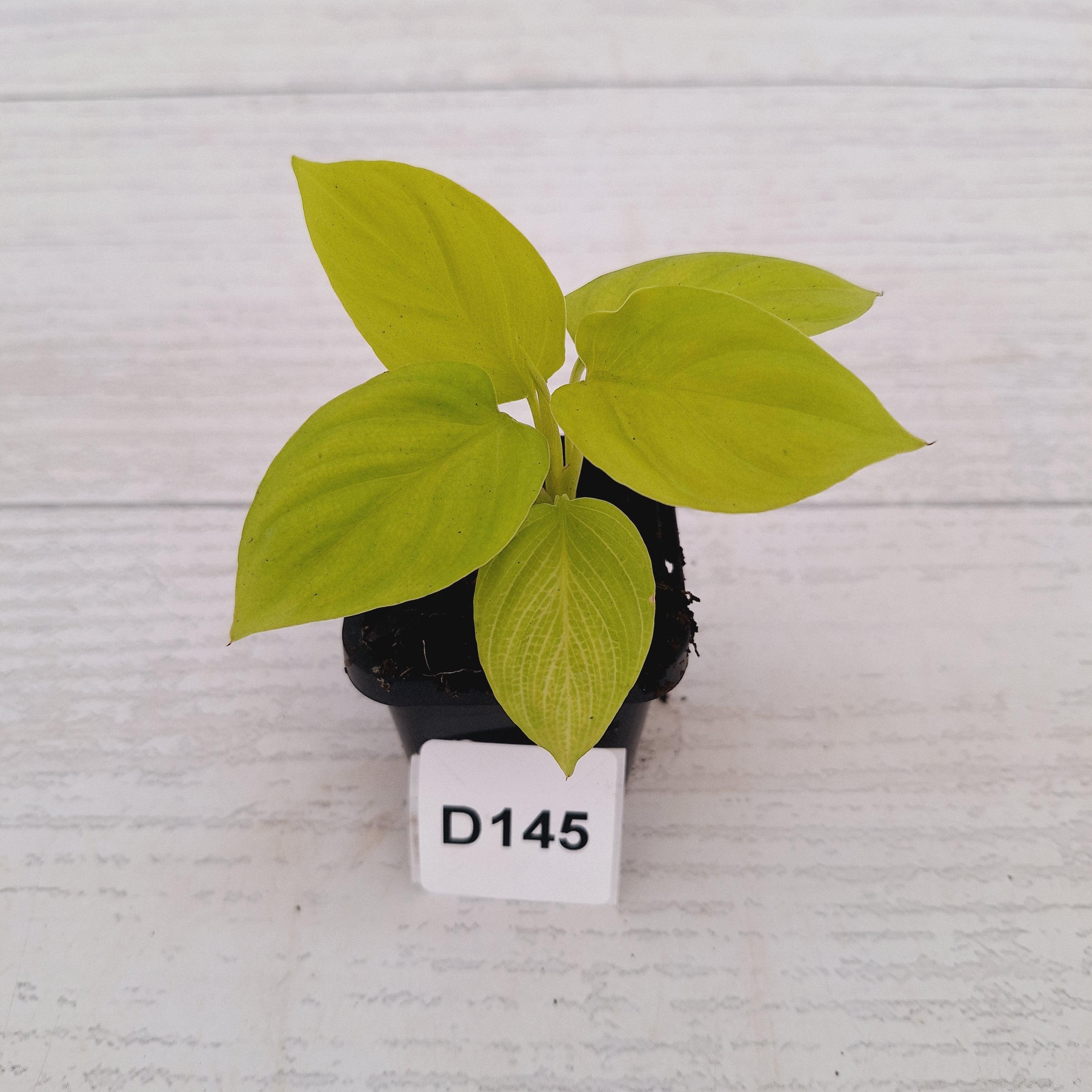 Homalomena rubescens Golden Hibiscus’ - Bare Bottom Baby