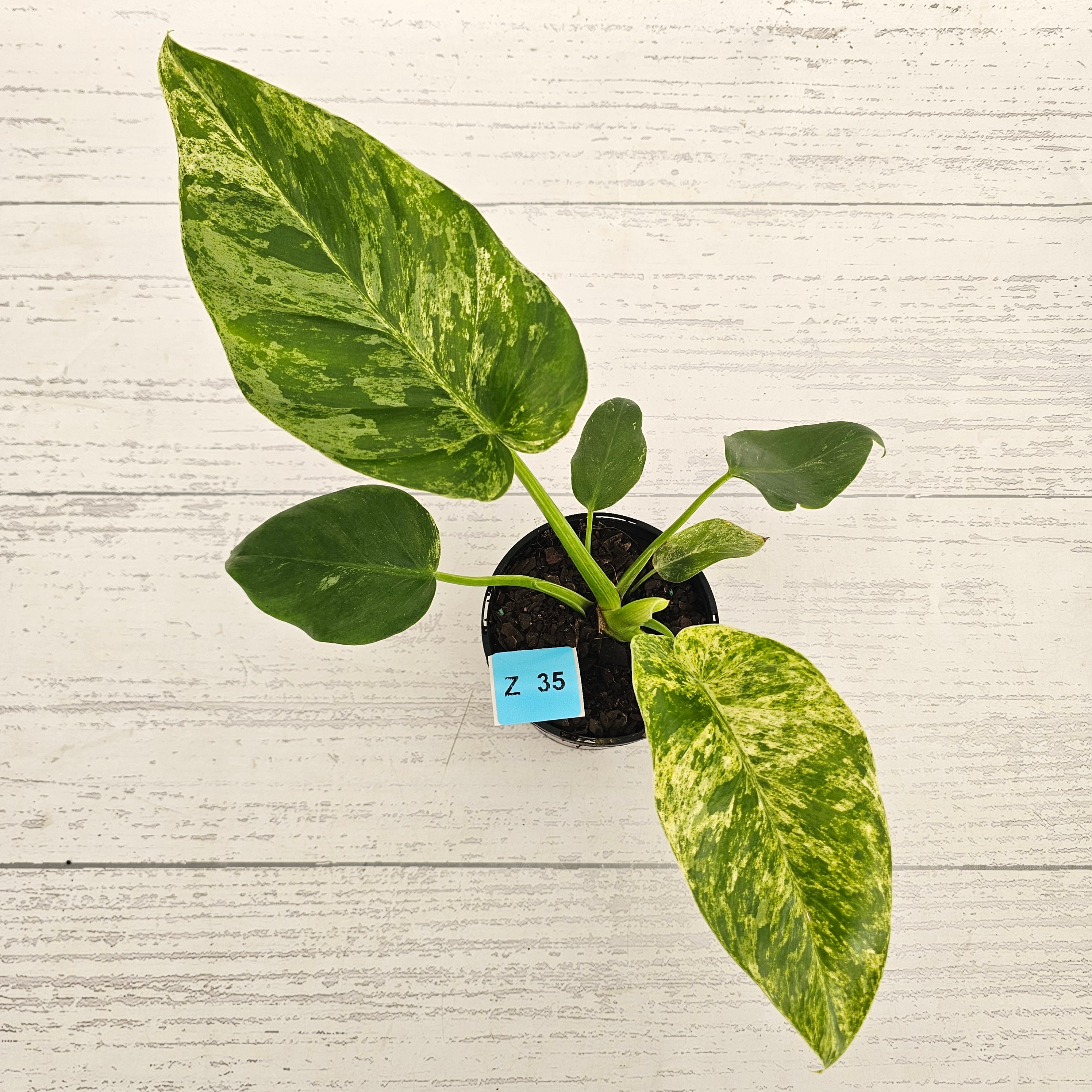 Philodendron giganteum Blizzard - SALE