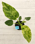 Philodendron giganteum Blizzard - SALE
