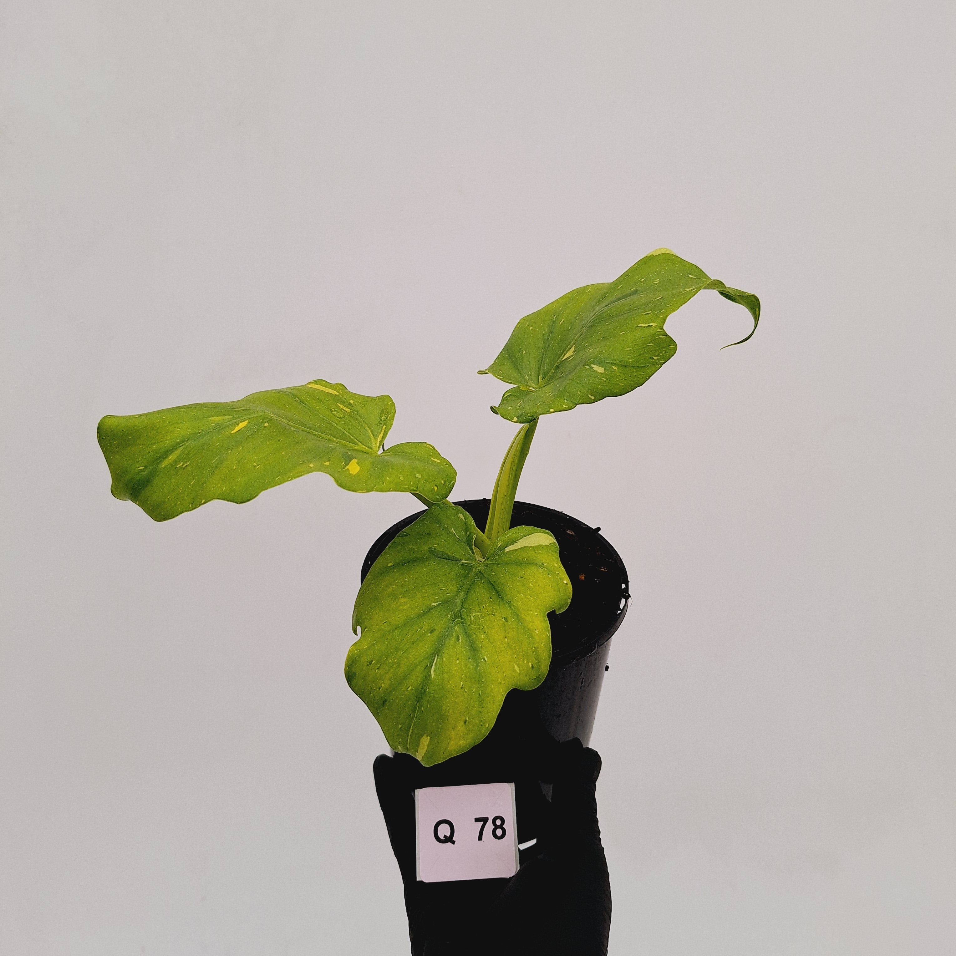 Philodendron warscewiczii Gold Variegata