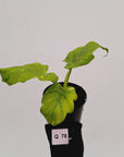 Philodendron warscewiczii Gold Variegata