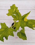 Philodendron warscewiczii Gold Variegata