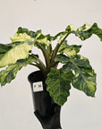 Alocasia odora x portei Low Rider Variegata - SALE