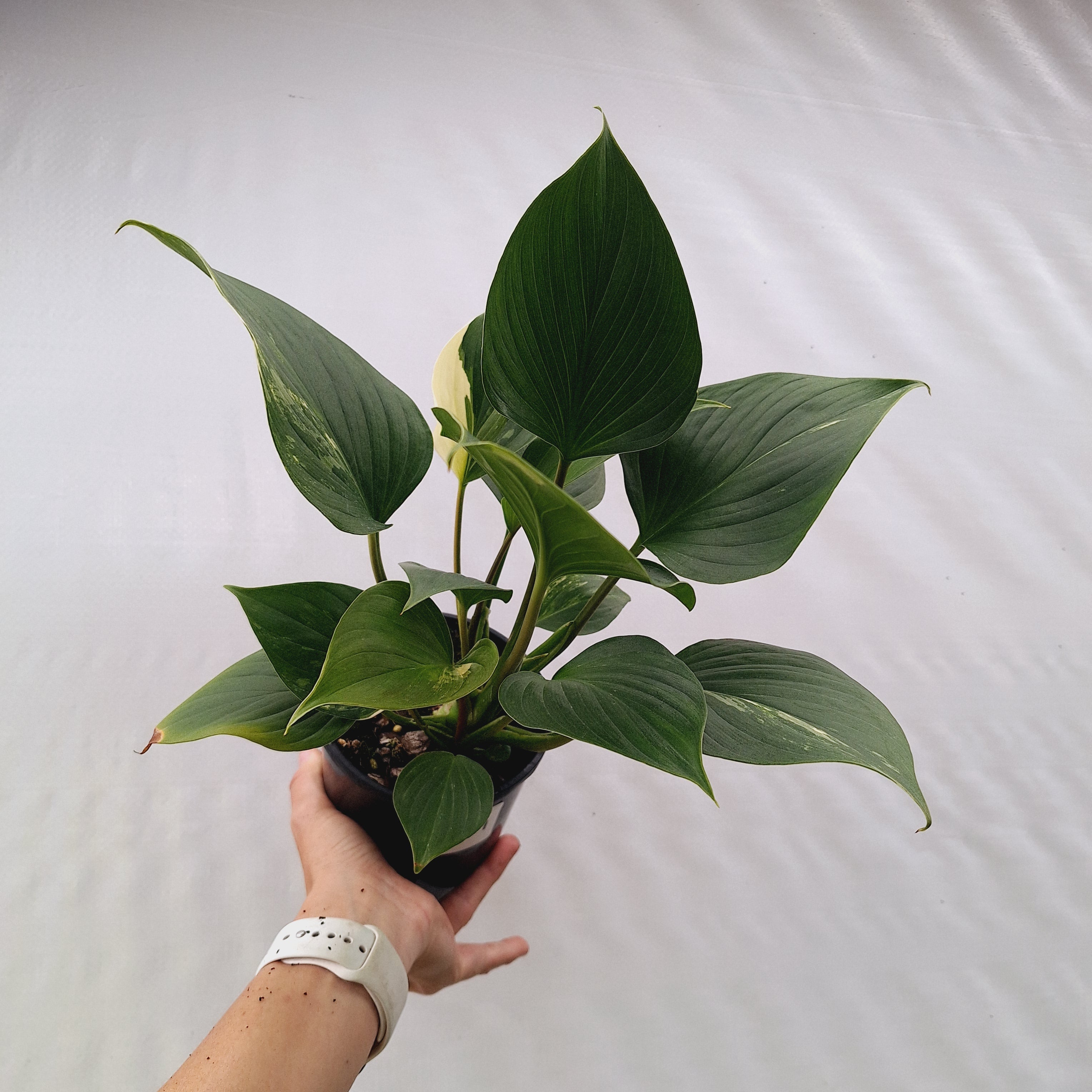 Homalomena rubescens 'Emerald Gem' Variegata