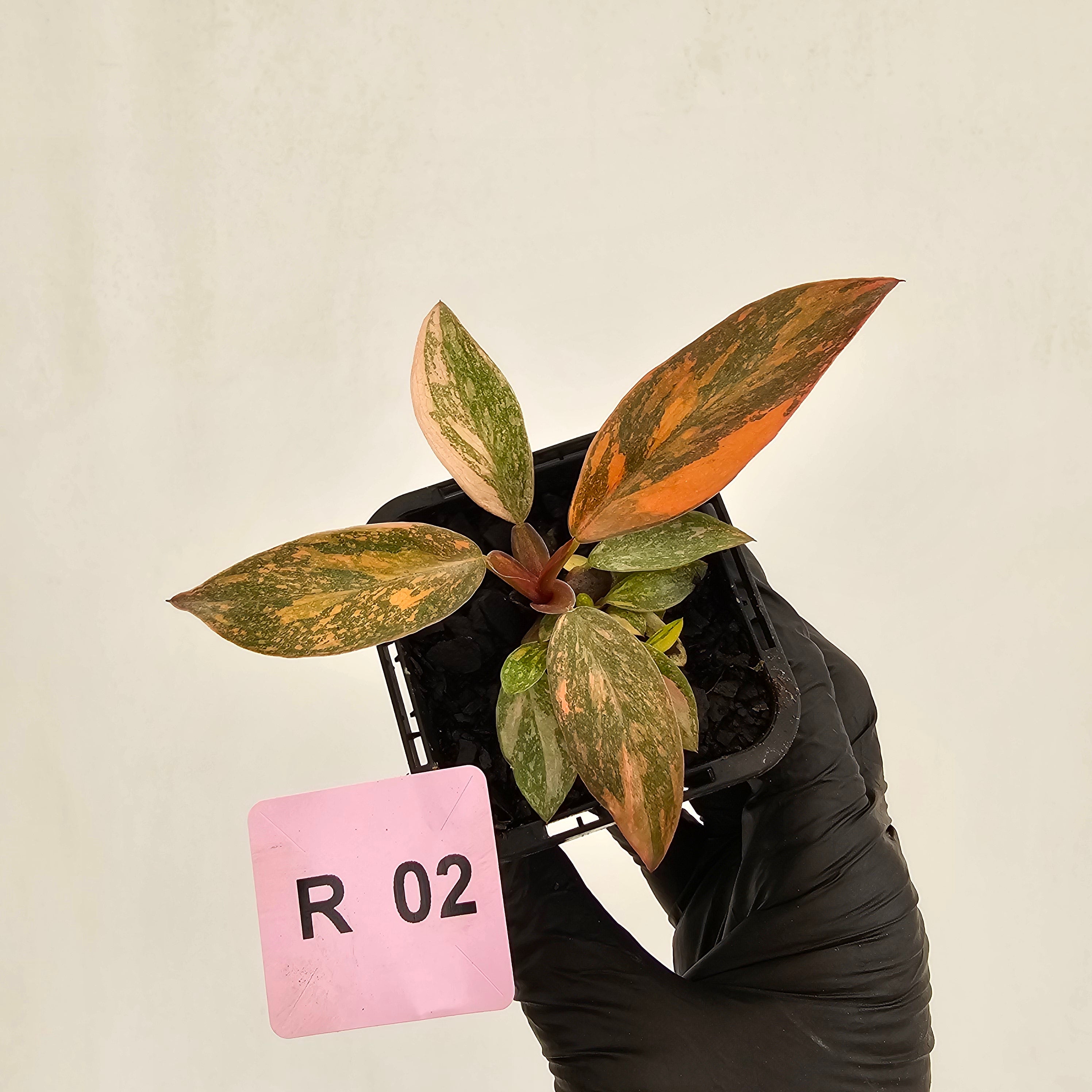 Philodendron 'Orange Princess' 70mm