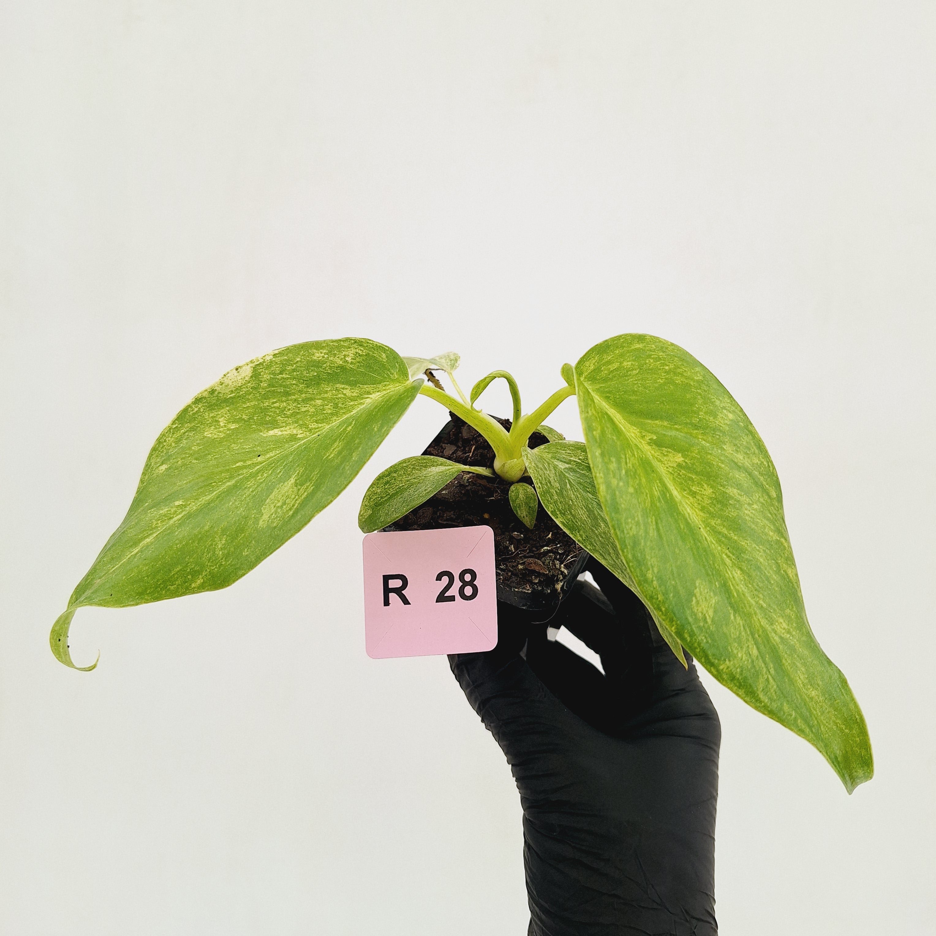 Philodendron giganteum Blizzard - SALE