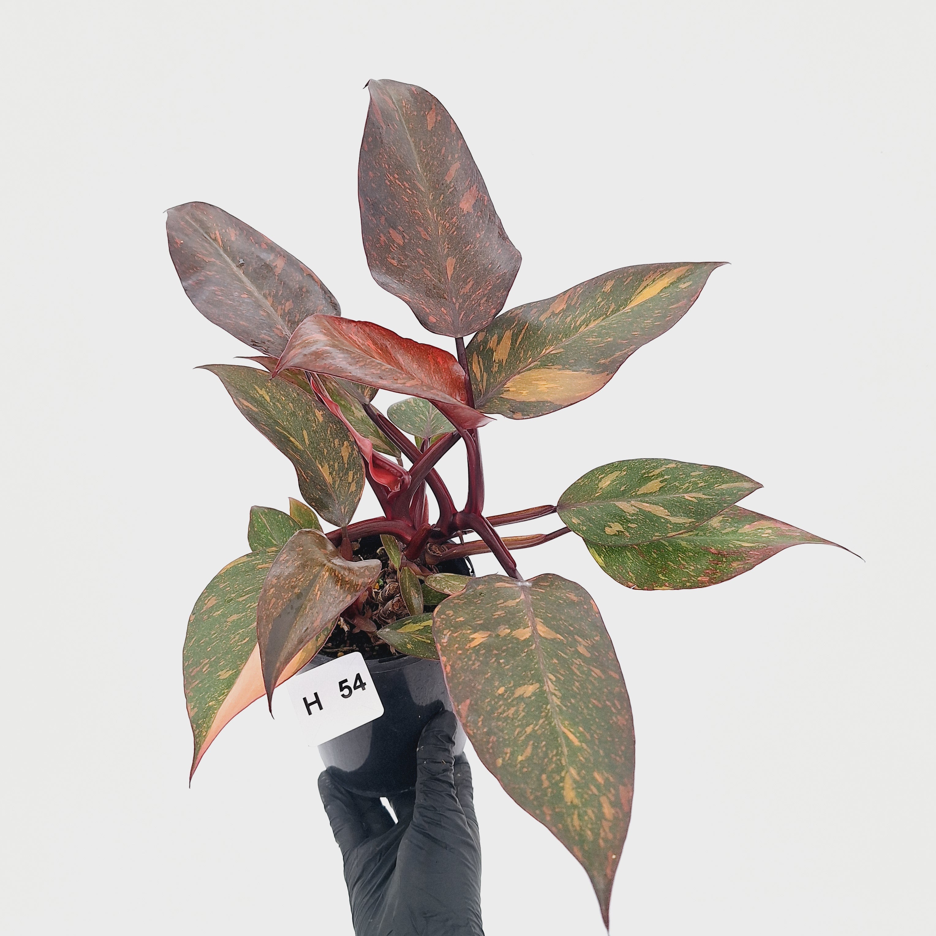 Philodendron 'Orange Princess' - FLASH SALE