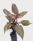 Philodendron 'Orange Princess' - FLASH SALE