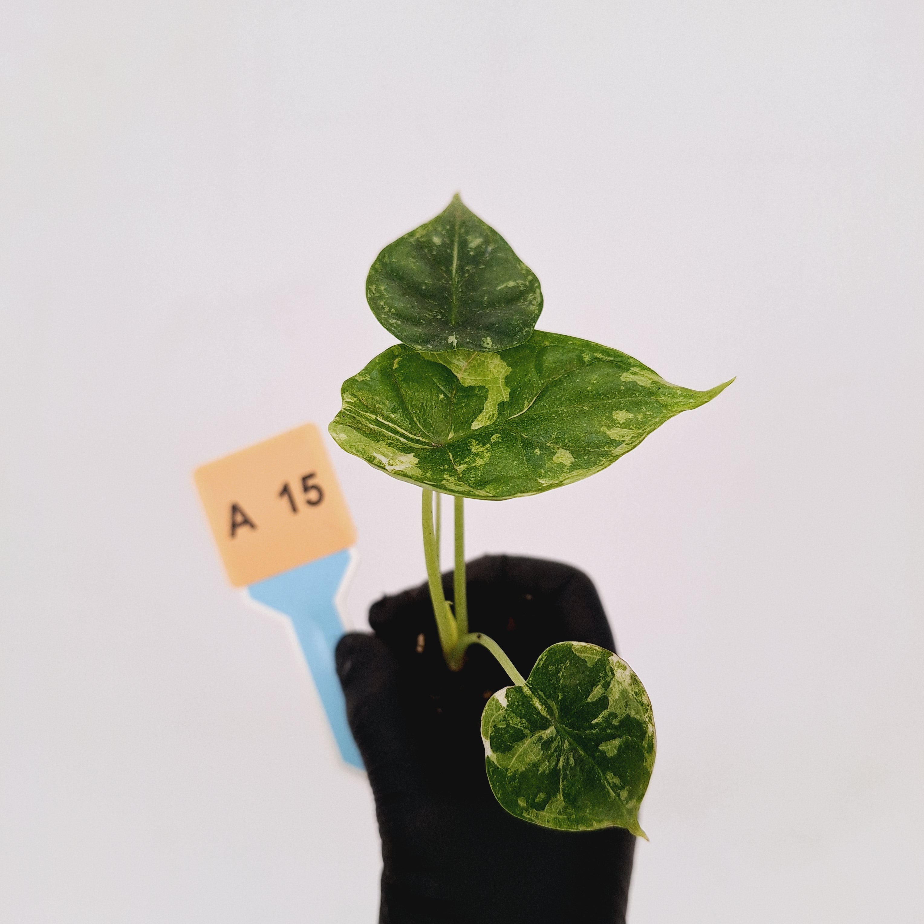 Alocasia Dragon Scale &#39;Marble&#39; Variegata - Bare Bottom Baby