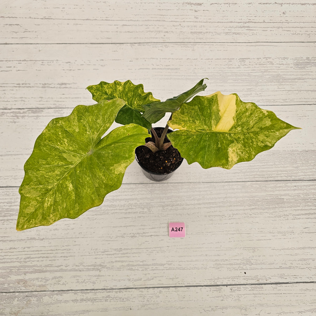 Alocasia Portora Variegata - SALE