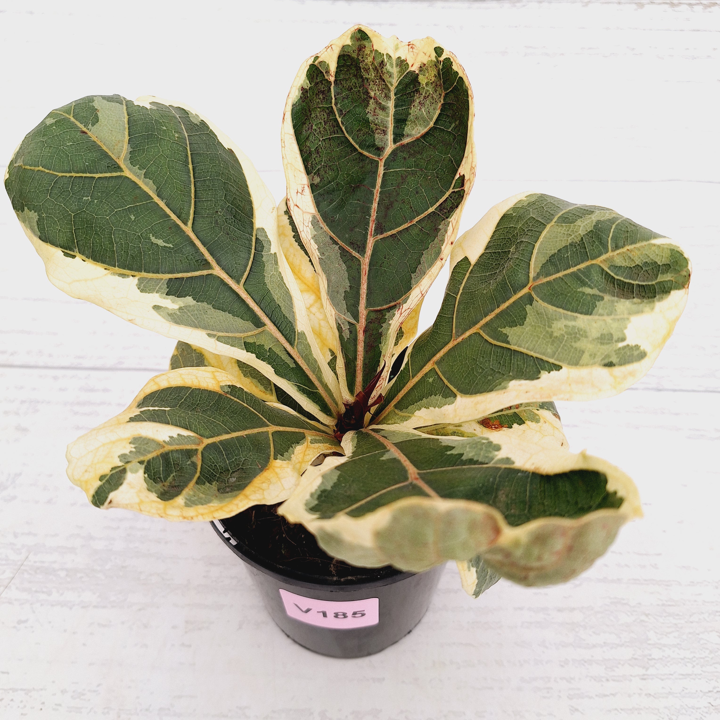 Ficus lyrata Variegata