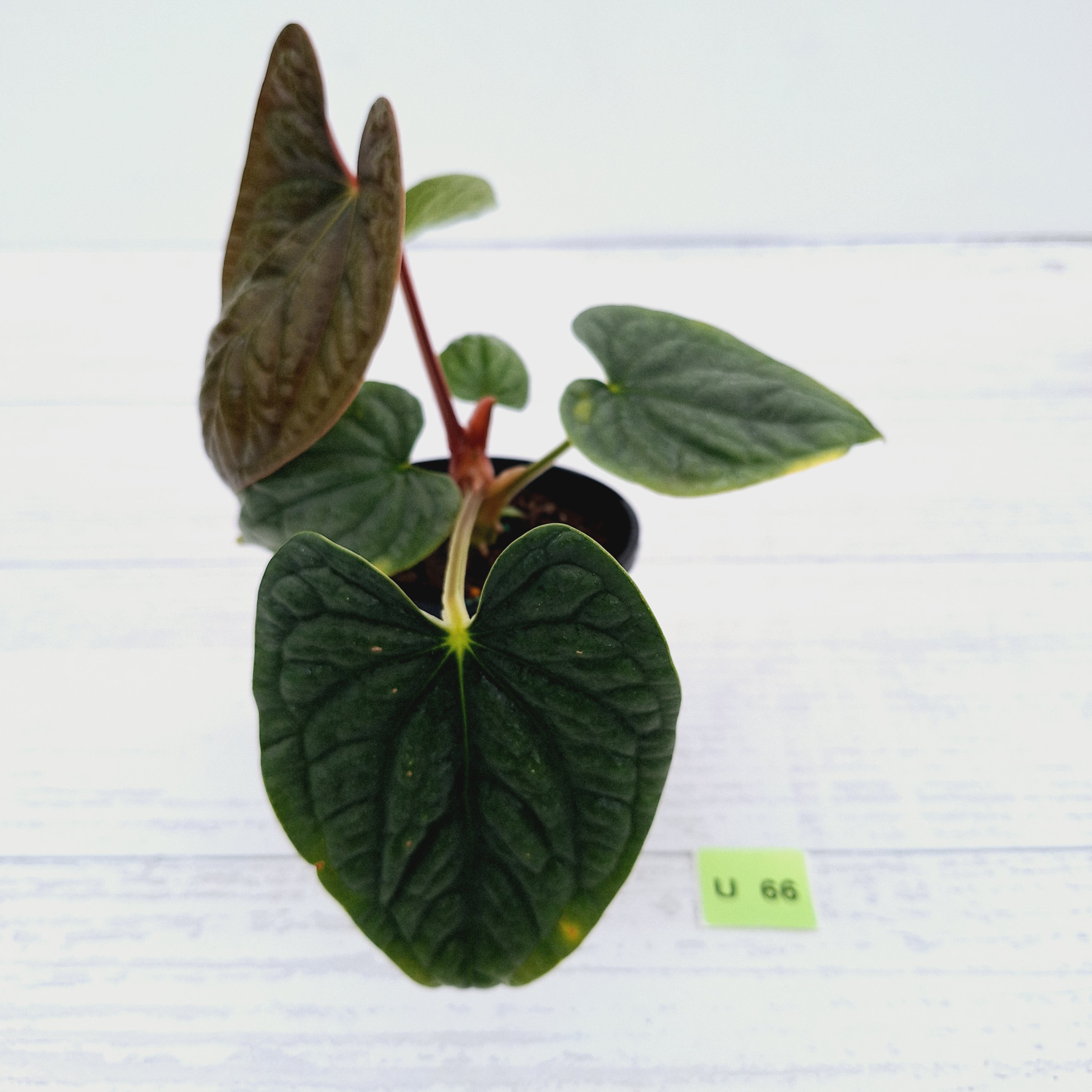 Anthurium Luxurians