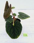 Anthurium Luxurians
