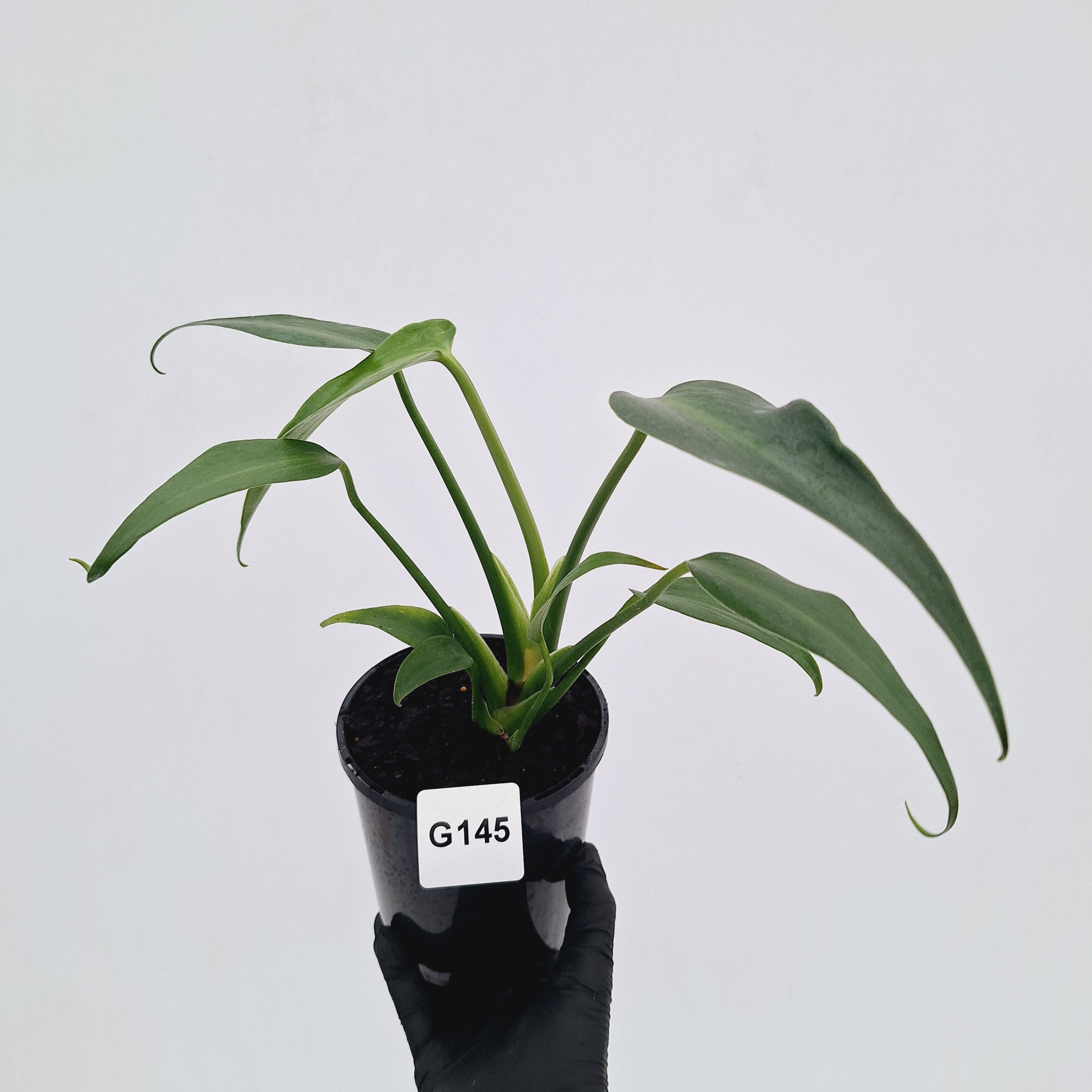 Monstera 'Burle Marx's Flame'