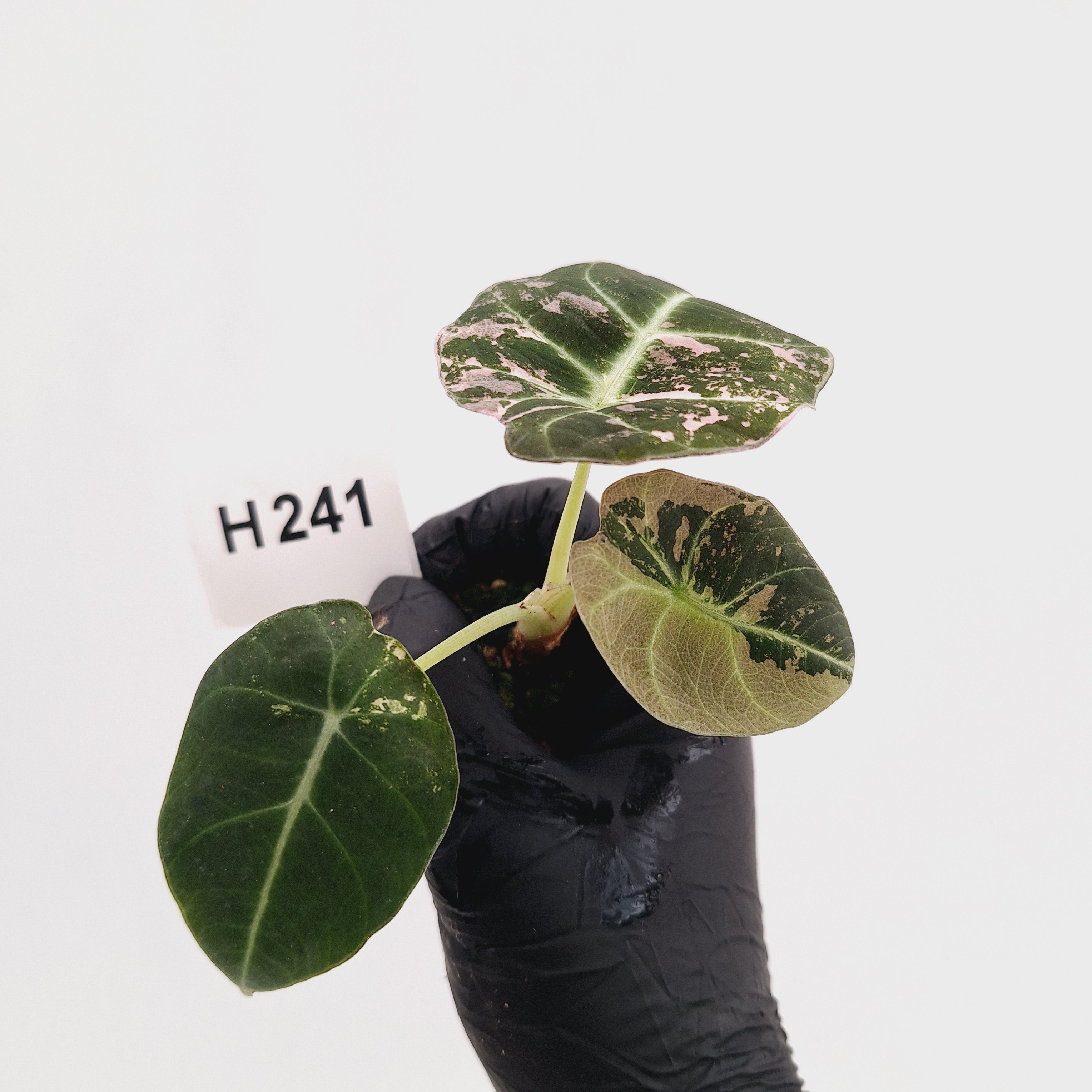 Alocasia reginula 'Black Velvet variegata'- Bare Bottom Baby