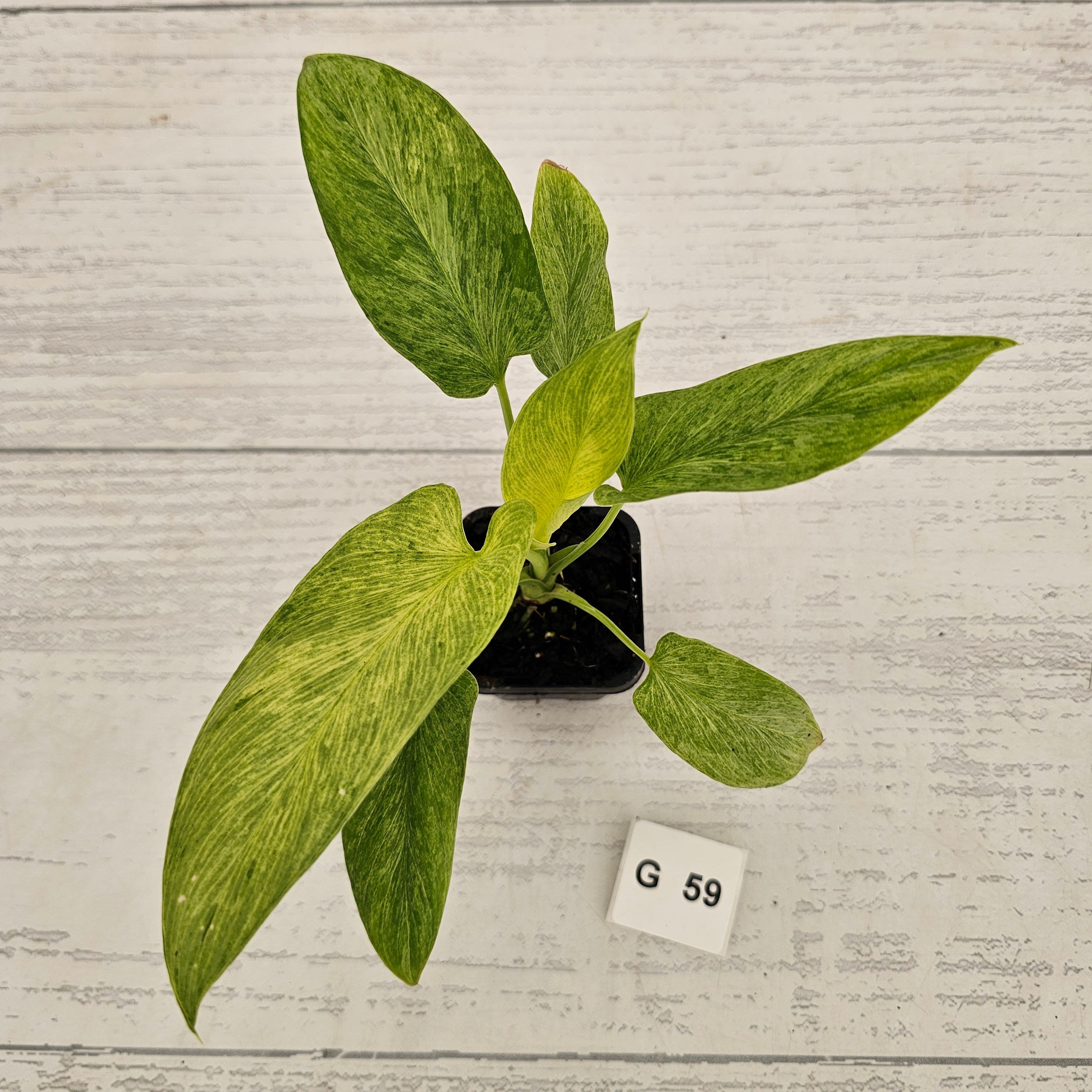 Homalomena sulcata ‘Cream Frost’ - SALE