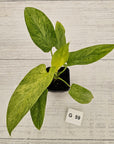 Homalomena sulcata ‘Cream Frost’ - SALE