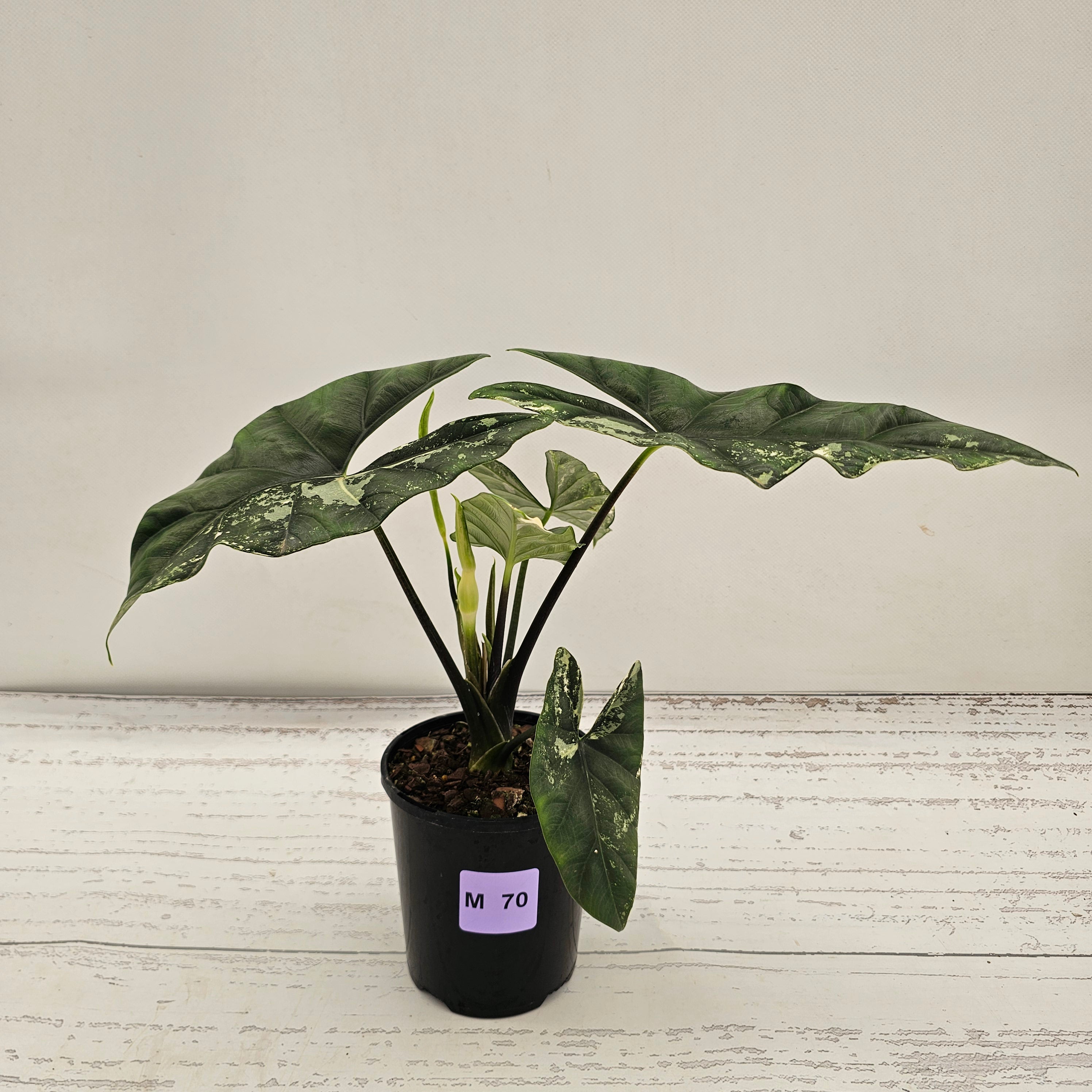 Alocasia ‘Simpo Albo’ Variegata - SALE