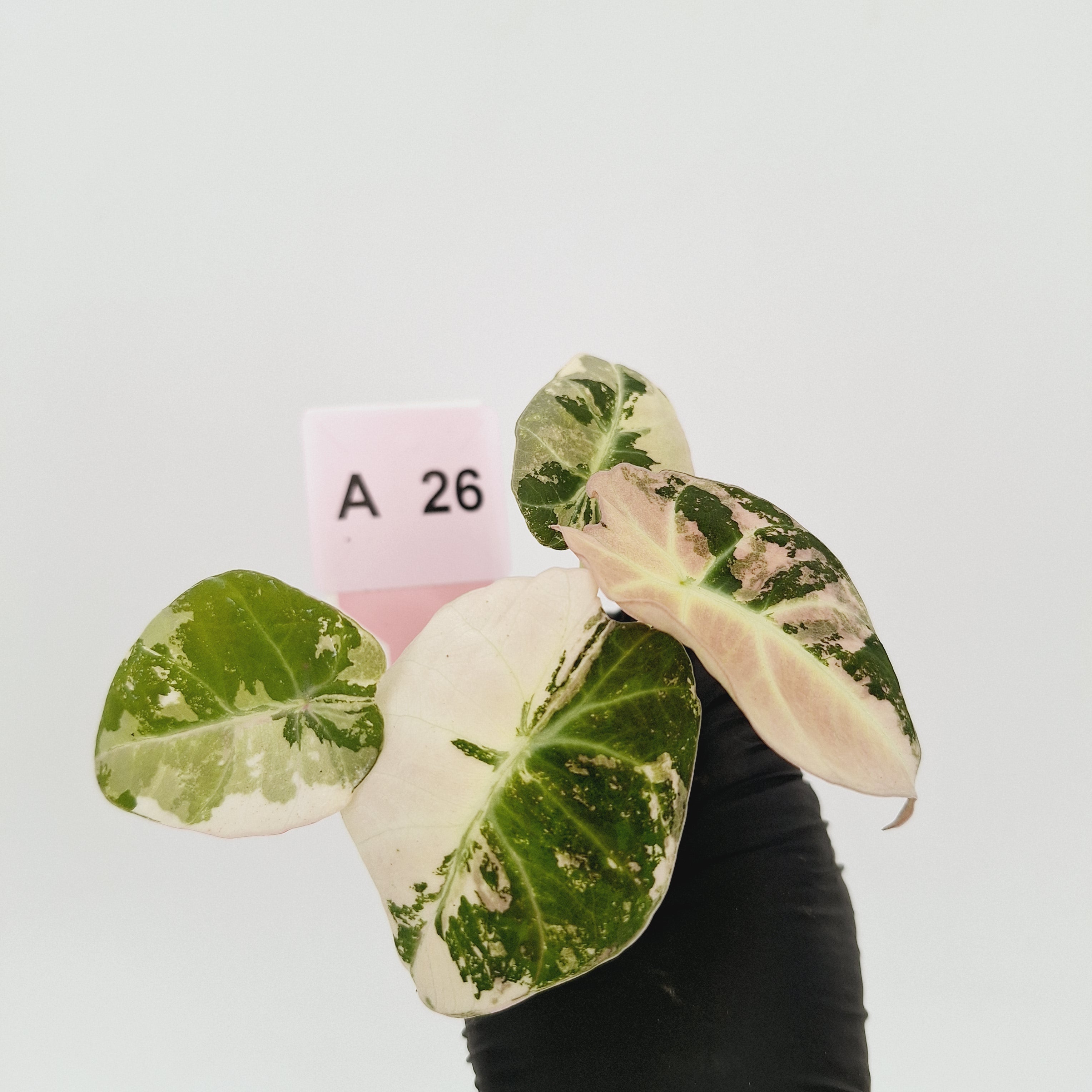 Alocasia reginula 'Black Velvet variegata'- Bare Bottom Baby