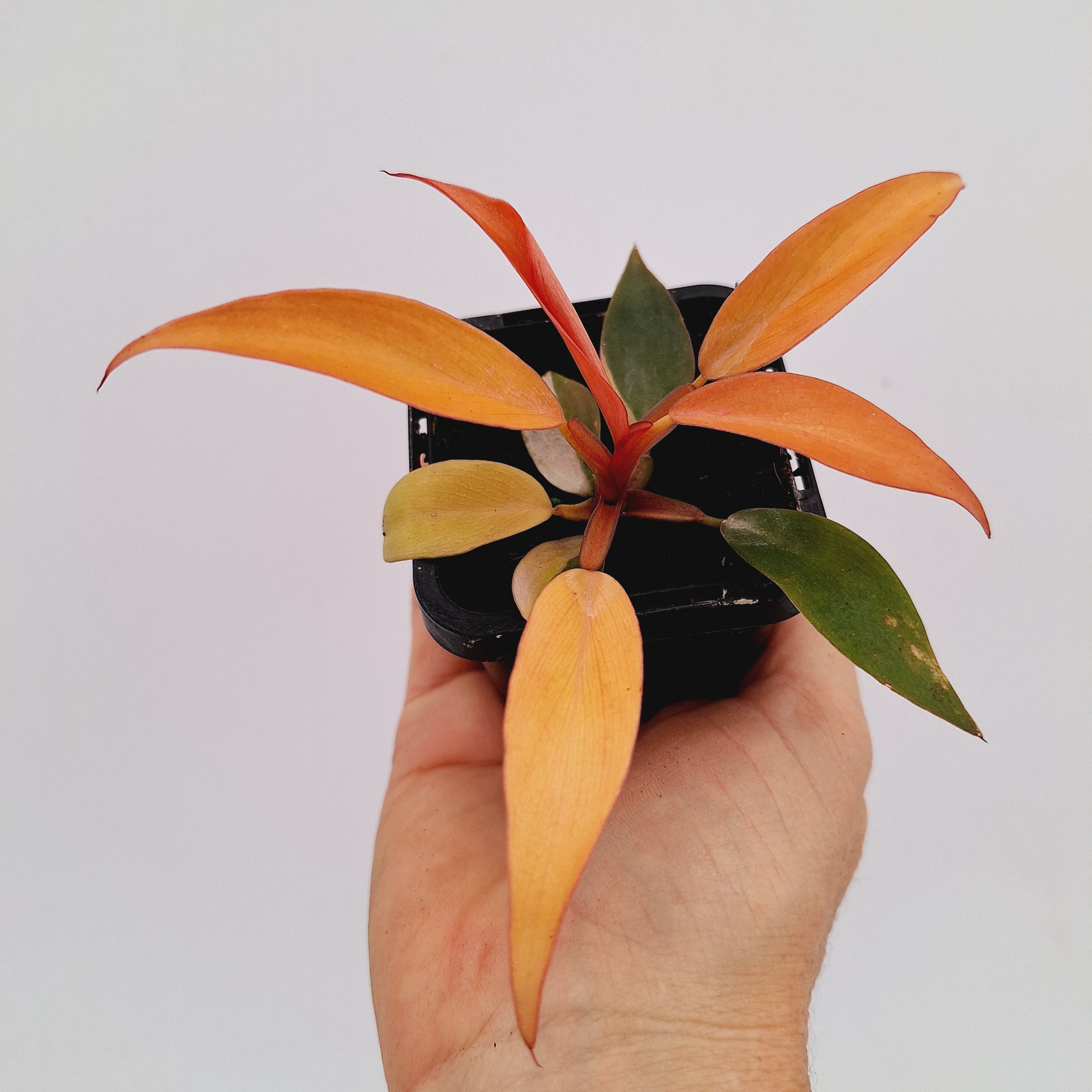 Philodendron &#39;Orange Princess&#39;
