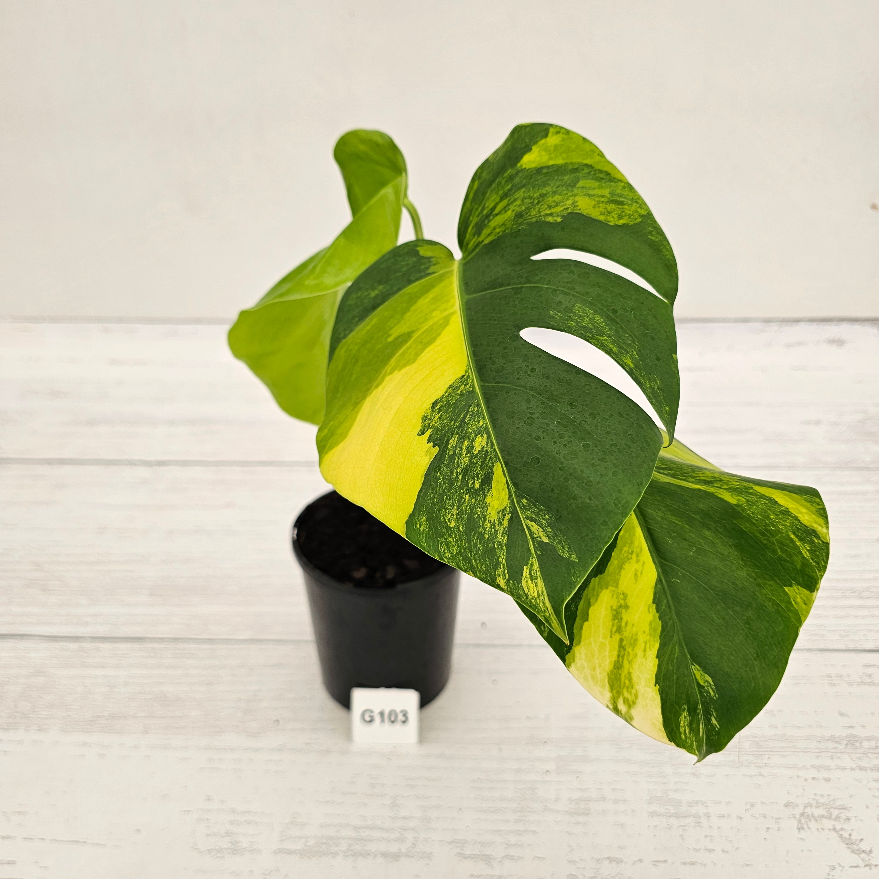 Monstera borsigiana Aurea