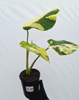 Monstera deliciosa Variegata
