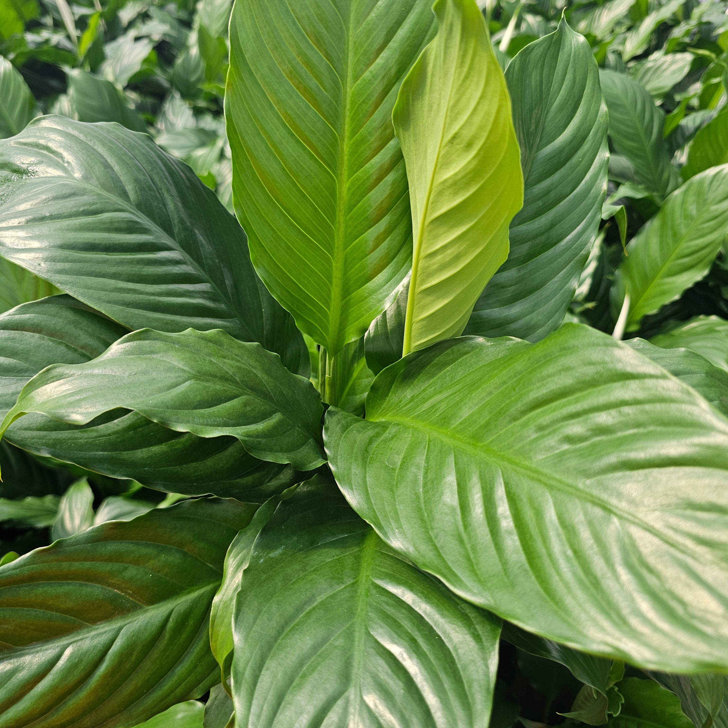 Spathiphyllum floribundum Peace Lily