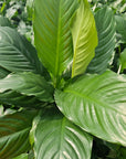 Spathiphyllum floribundum Peace Lily