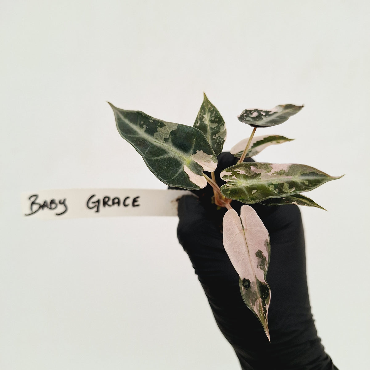 Alocasia Amazonica bambino Variegata - Bare Bottom Baby
