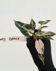 Alocasia Amazonica bambino Variegata - Bare Bottom Baby