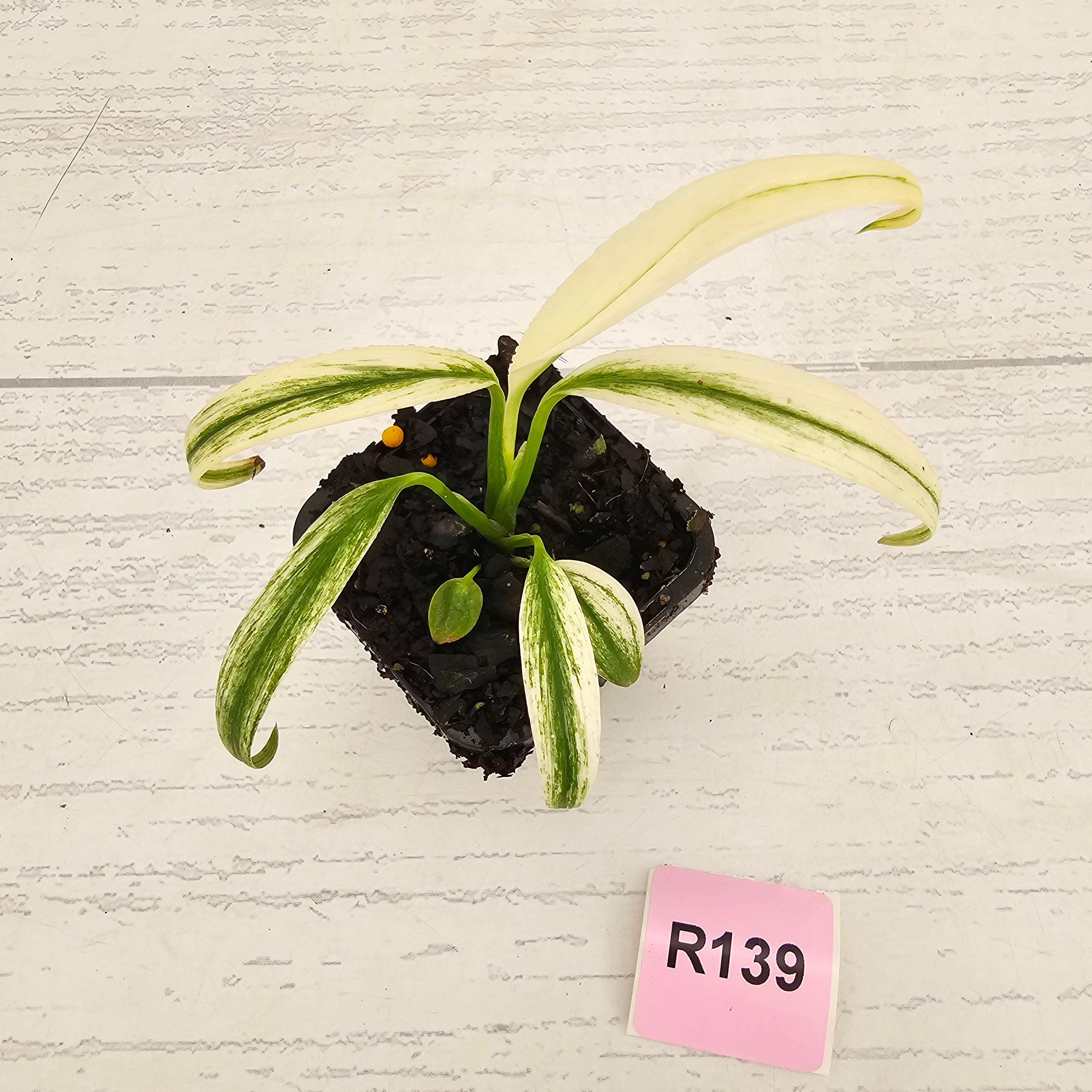 Epipremnum amplissimum variegata 'Albo'