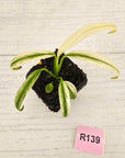 Epipremnum amplissimum variegata 'Albo'