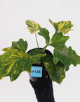 Philodendron bipinnatifidum variegata - SALE