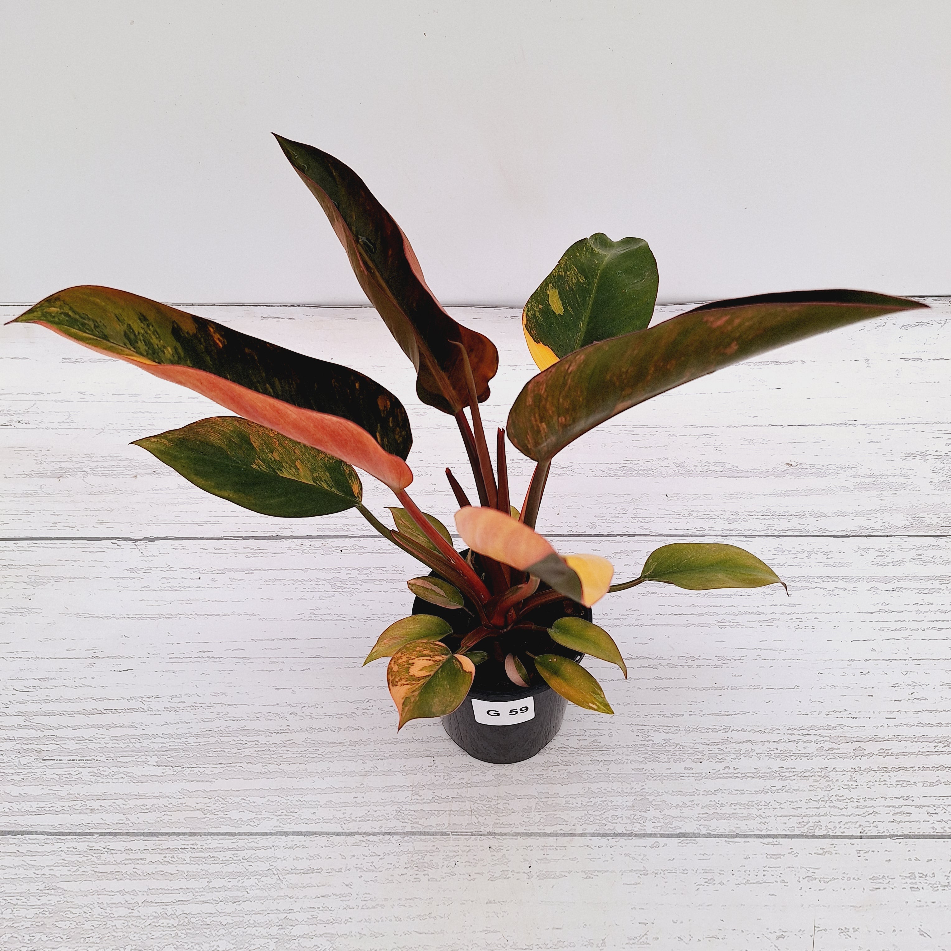 Philodendron &#39;Rojo Congo Variegated&#39;