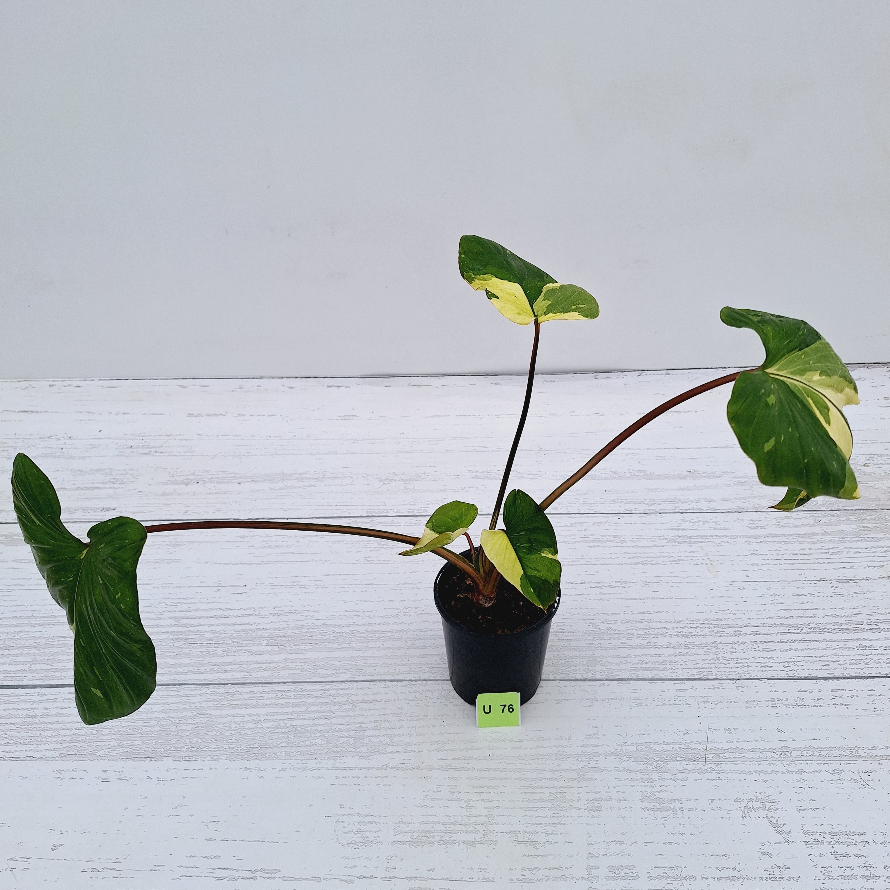 Homalomena rubescens Variegata