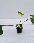 Homalomena rubescens Variegata