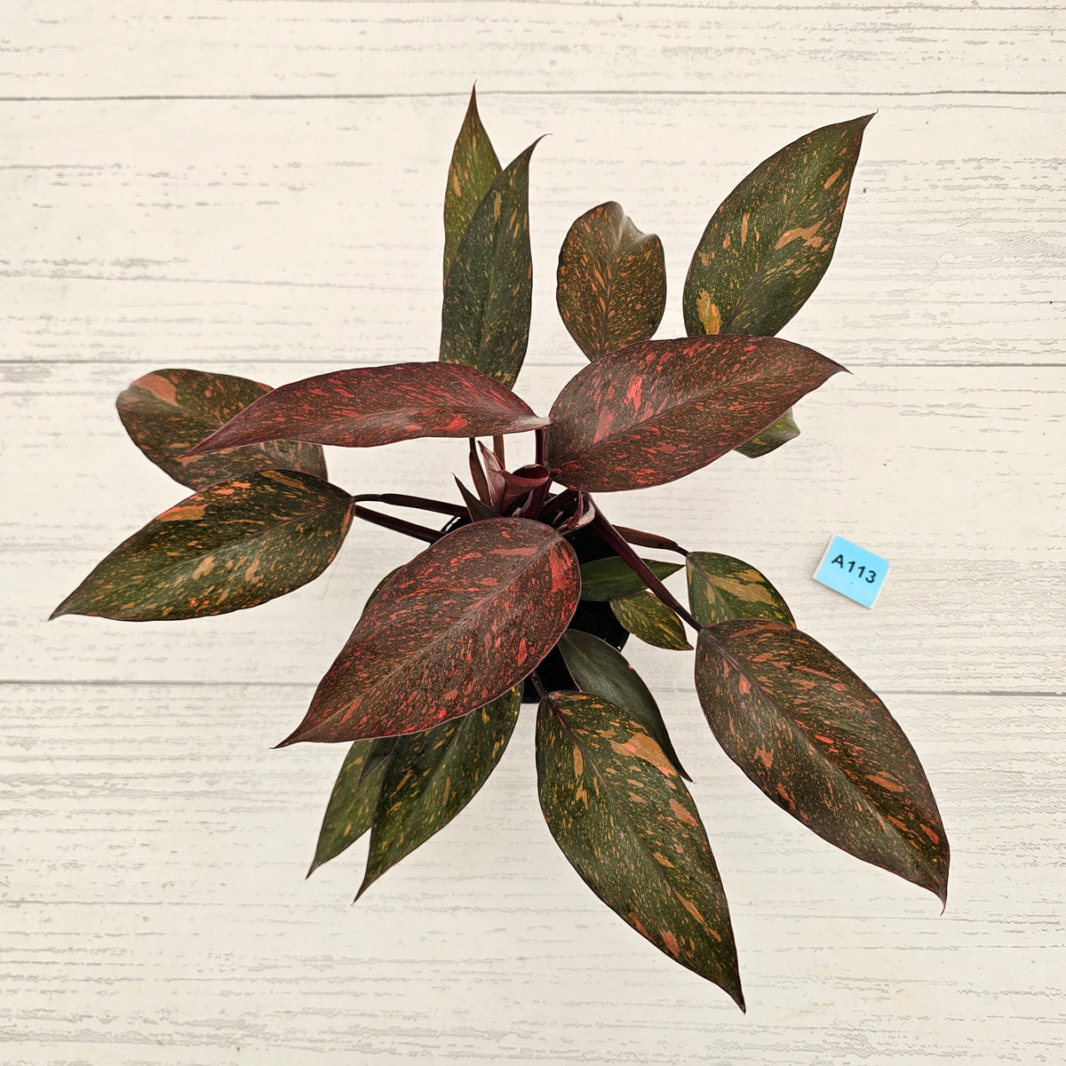 Philodendron 'Orange Princess'