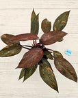 Philodendron 'Orange Princess'