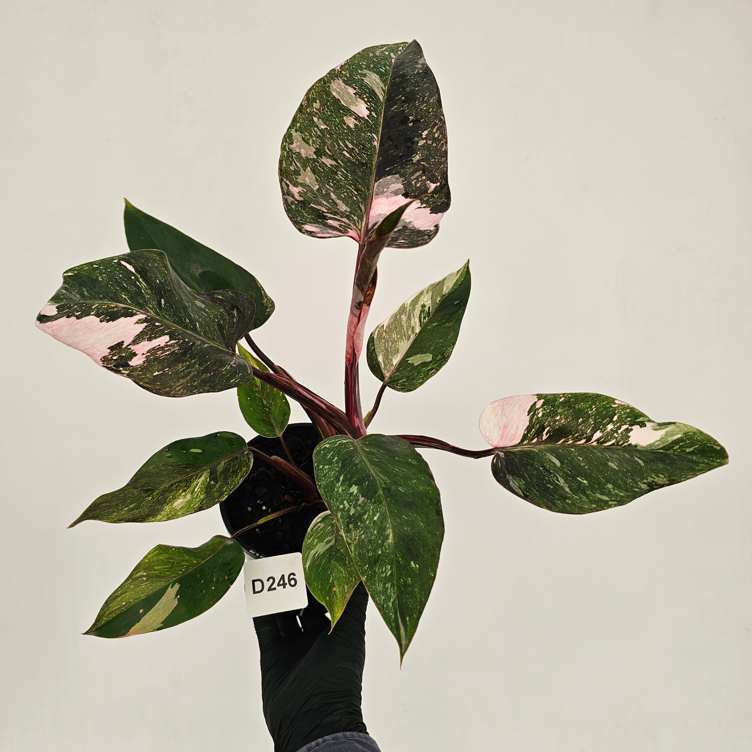 Philodendron 'Pink Princess Galaxy Marble' Sport