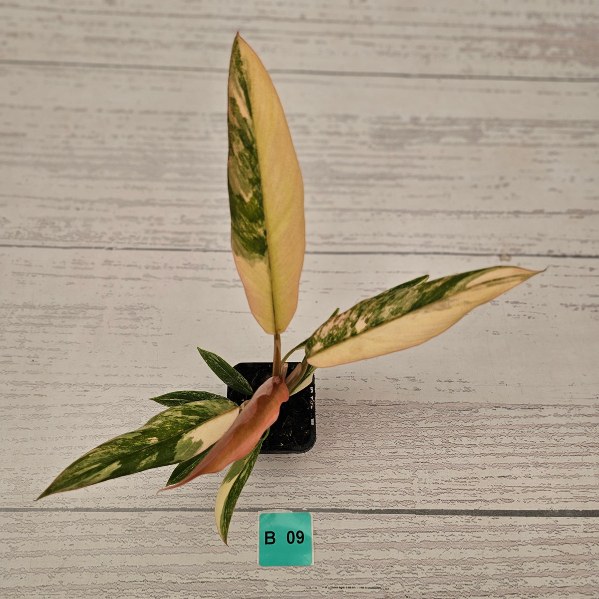 Philodendron serratum 'Caramel Marble' -flash sale