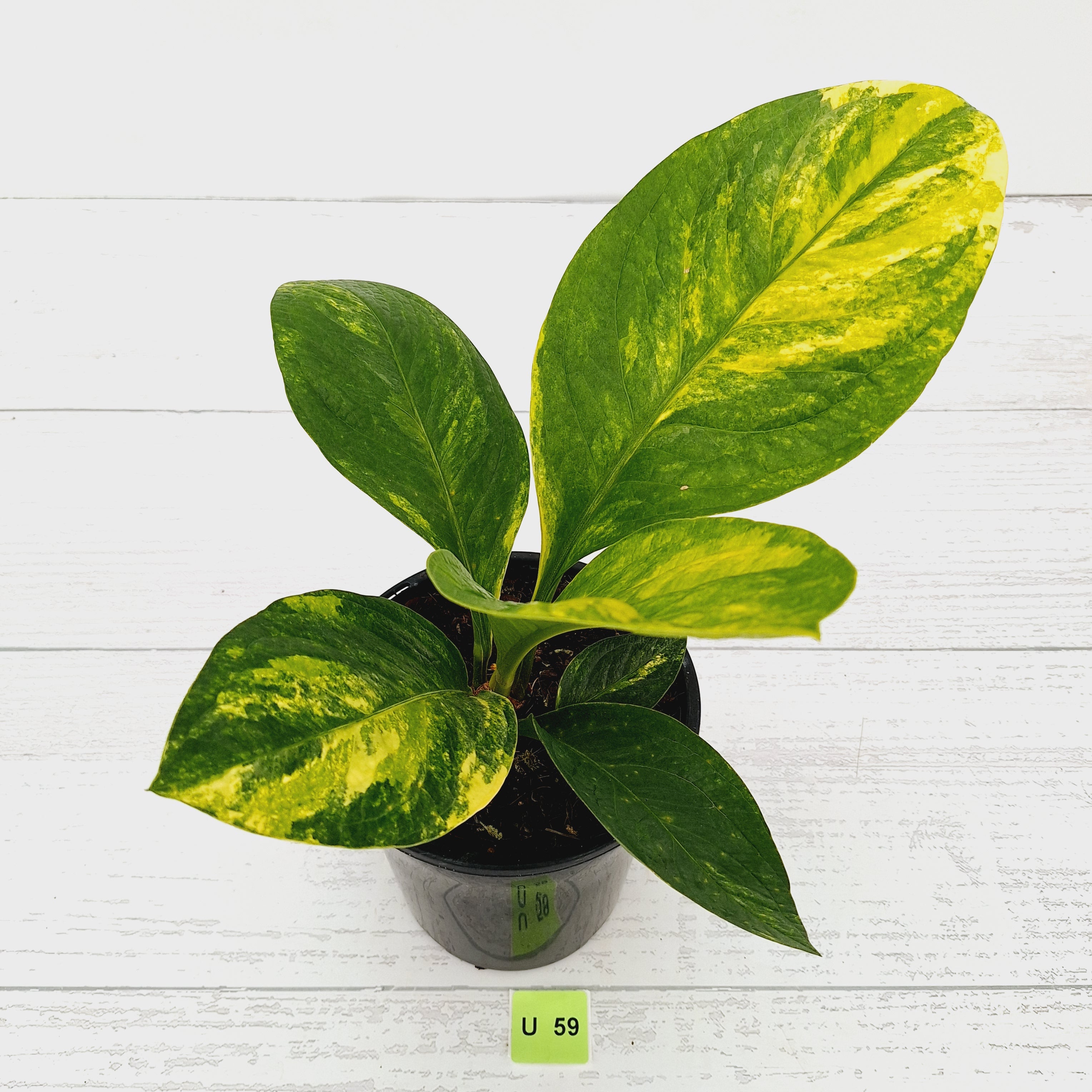 Anthurium jenmanii Variegata