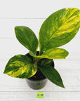 Anthurium jenmanii Variegata