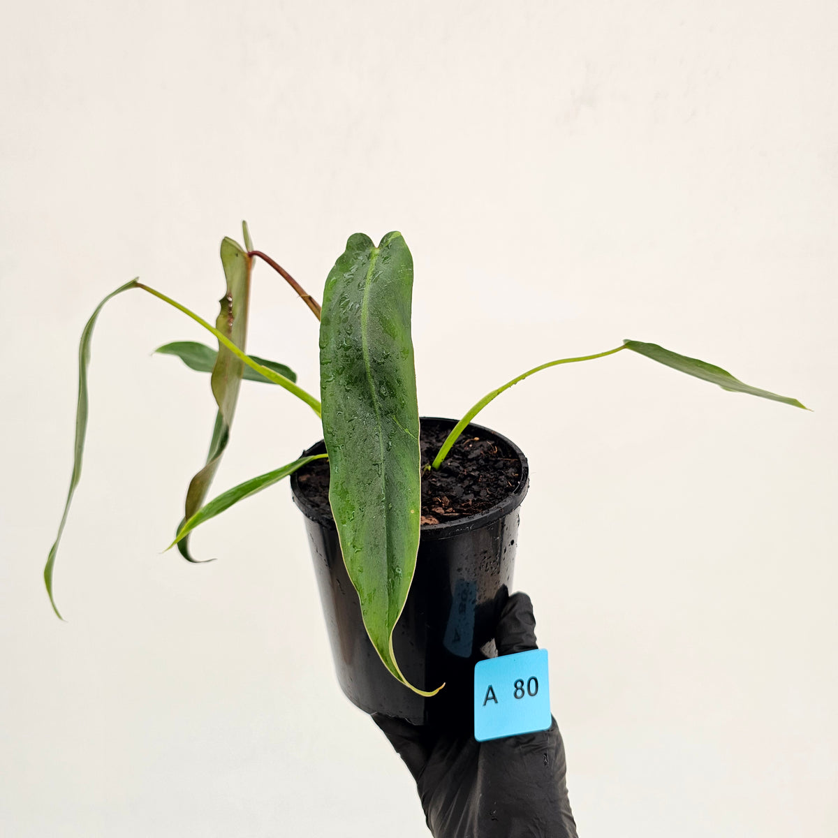 Philodendron spiritus-sancti
